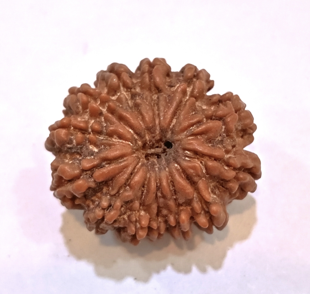 Gupta Rudraksha